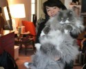 largest-cats-in-the-world-26