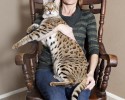 largest-cats-in-the-world-27