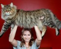 largest-cats-in-the-world-29