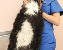 largest-cats-in-the-world-3