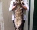largest-cats-in-the-world-4