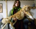 largest-cats-in-the-world-7