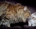 largest-cats-in-the-world-8