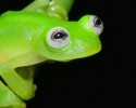 new-kermit-frog