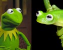 newly-discovered-kermit-frog