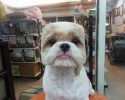 perfectly-square-and-round-dog-haircuts-1