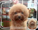 perfectly-square-and-round-dog-haircuts-4