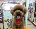 perfectly-square-and-round-dog-haircuts-6