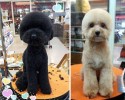 perfectly-square-and-round-dog-haircuts-8