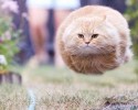 perfectly-timed-animal-photos-awesomelycute.com-13