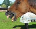 perfectly-timed-animal-photos-awesomelycute.com-17