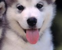smiling-dogs-posted-at-awesomelycute.com-04012015-21