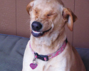 smiling-dogs-posted-at-awesomelycute.com-04012015-9