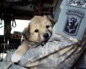 soldiers-and-their-animals-20