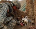 soldiers-and-their-animals-8