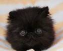 super-cute-kittens-posted-at-awesomelycute.com-1