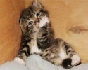 super-cute-kittens-posted-at-awesomelycute.com-11