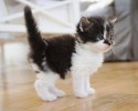 super-cute-kittens-posted-at-awesomelycute.com-13