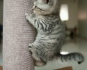 super-cute-kittens-posted-at-awesomelycute.com-16