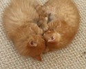 super-cute-kittens-posted-at-awesomelycute.com-17