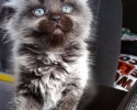 super-cute-kittens-posted-at-awesomelycute.com-21