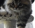 super-cute-kittens-posted-at-awesomelycute.com-22