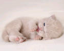 super-cute-kittens-posted-at-awesomelycute.com-23