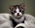 super-cute-kittens-posted-at-awesomelycute.com-24