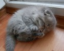 super-cute-kittens-posted-at-awesomelycute.com-25