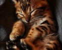super-cute-kittens-posted-at-awesomelycute.com-7