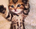 super-cute-kittens-posted-at-awesomelycute.com-8