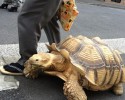 walking-pet-turtoise-1