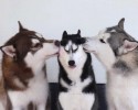 amusing-husky-dogs-12