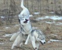 amusing-husky-dogs-14