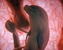 animals-in-the-womb-1