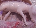 animals-in-the-womb-11