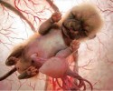 animals-in-the-womb-12