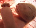 animals-in-the-womb-7