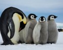 cute-baby-penguin-1