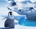 cute-baby-penguin-10