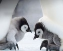 cute-baby-penguin-11