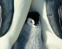 cute-baby-penguin-14