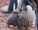 cute-baby-penguin-16