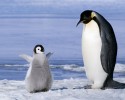 cute-baby-penguin-17