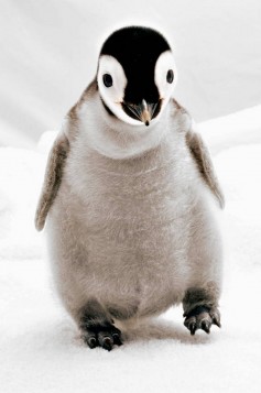 19 of the cutest baby penguin pictures you'll see