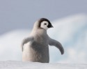 cute-baby-penguin-5