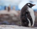 cute-baby-penguin-6