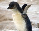 cute-baby-penguin-7