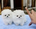 cute-puppies-7