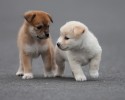 cute-puppies-9
